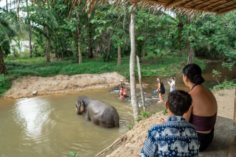 Khaolak: Elephant Sanctuary Hightlights Guide & Forage Tour - A Close-Up with Khao Lak’s Elephants: What to Expect from the Sanctuary Tour