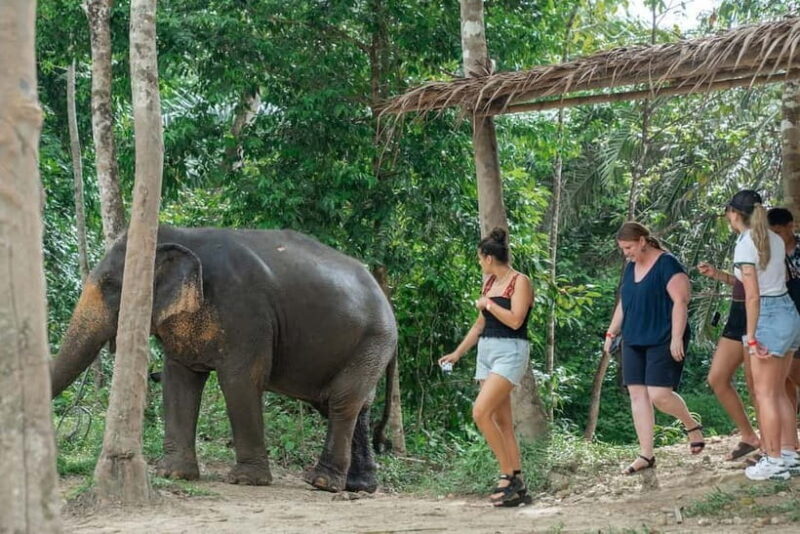 Khaolak: Elephant Sanctuary Hightlights Guide & Forage Tour - Key Points
