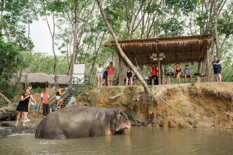 Khaolak: Elephant Sanctuary Hightlights Guide & Forage Tour - Final Thoughts: Is It Worth It?