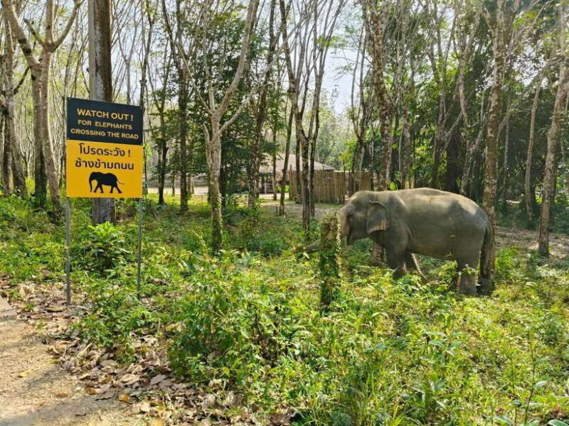 Khaolak Ethical Elephant Sanctuary Snack Making & Feeding - Key Points
