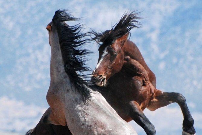 Kicking Red Canyon Wild Mustang Bus Tour Deals 5 PM In Cody - What to Expect During Your Time