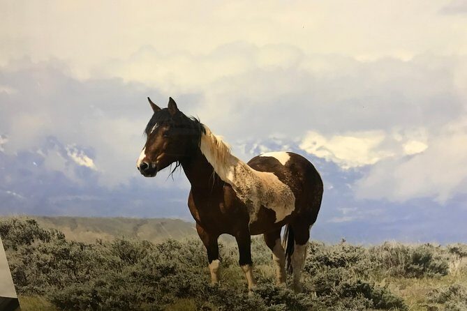 Kicking Red Canyon Wild Mustang Bus Tour Deals 5 PM In Cody - Who Will Love This Tour?