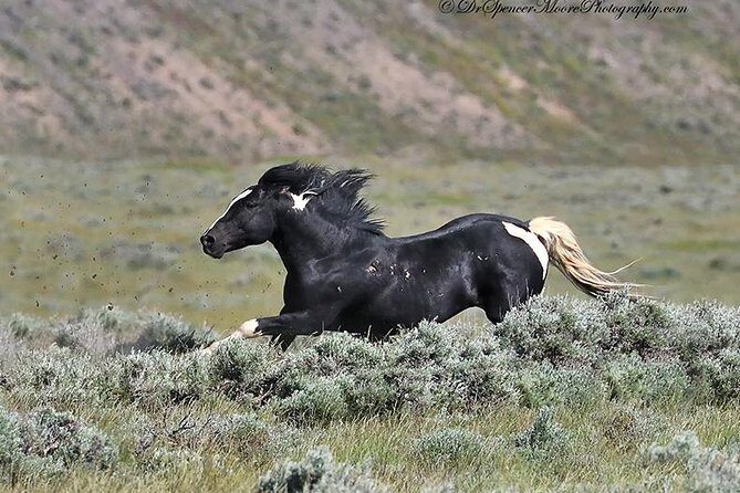 Kicking Red Canyon Wild Mustang Bus Tour Deals 8am Daily - Key Points