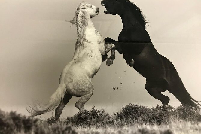 Kicking Red Canyon Wild Mustang Bus Tour Deals 8am Daily - Final Thoughts