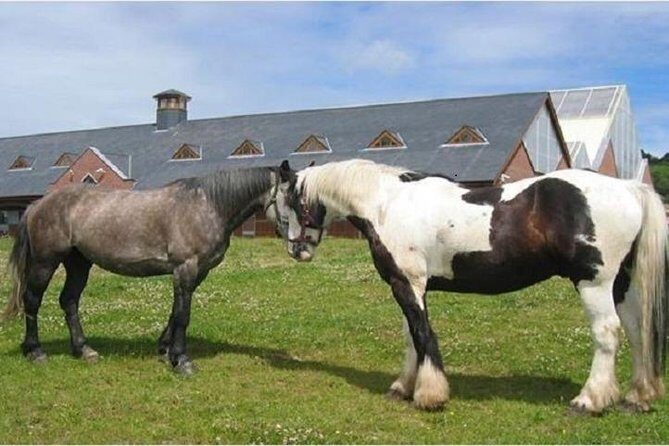 Killarney National Park Horseback Ride. Co Kerry. Guided. 1 hour. - Killarney National Park Horseback Ride – A Guided Escape into Ireland’s Wild Beauty