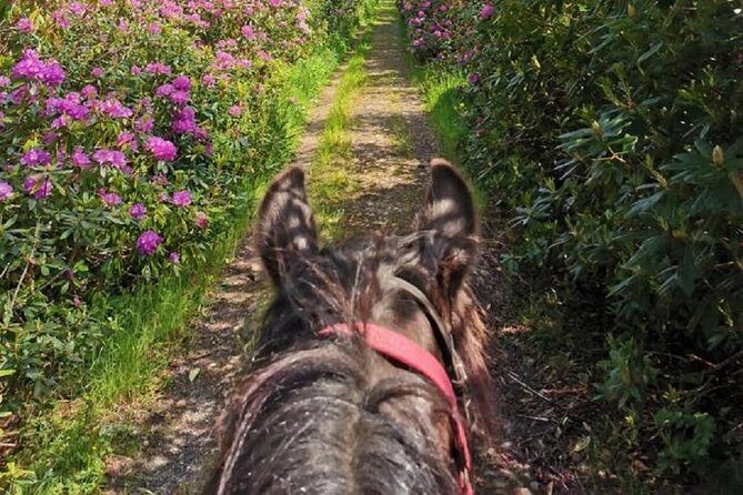 Killarney National Park Horseback Ride. Co Kerry. Guided. 1 hour. - The Authentic Experience