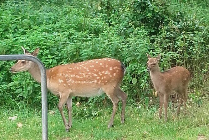 Killarney National Park Tour - The Experience in Detail