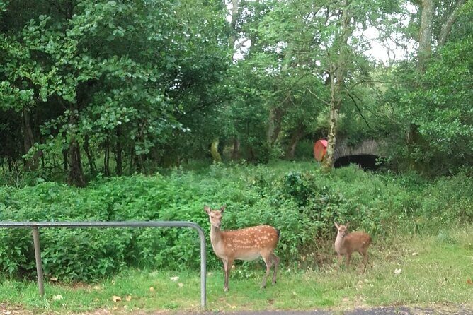Killarney National Park Tour - Authenticity and Value