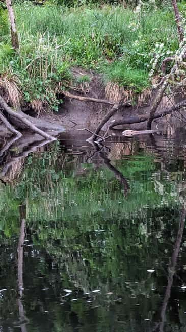 Killin: Loch Tay Beaver Canoe Tour - The Wildlife and Scenery