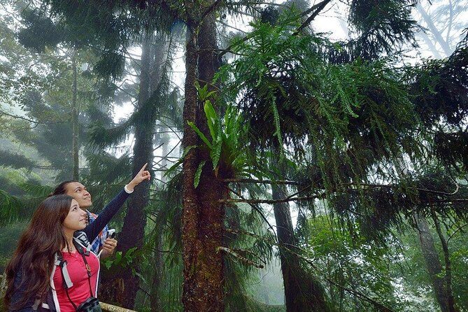 Kinabalu Park Tour with Desa Dairy Farm & Poring Hot Springs - FAQ