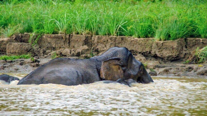 Kinabatangan River Trip from Sandakan with Lunch Included - Who Will Enjoy This Tour Most?