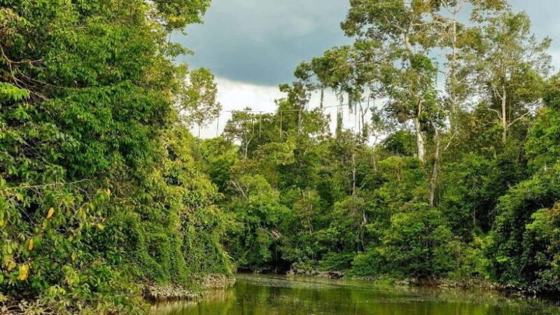 Kinabatangan River Trip from Sandakan with Lunch Included - Pricing and Value Analysis