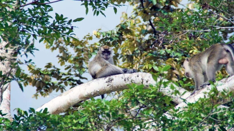 Kinabatangan River Trip from Sandakan with Lunch Included - FAQ