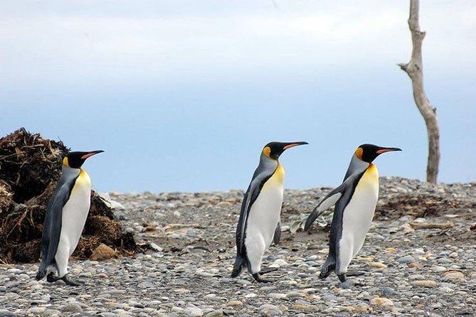 King Penguin Nature Reserve - Tierra del Fuego Island - Exploring the Full Itinerary in Detail