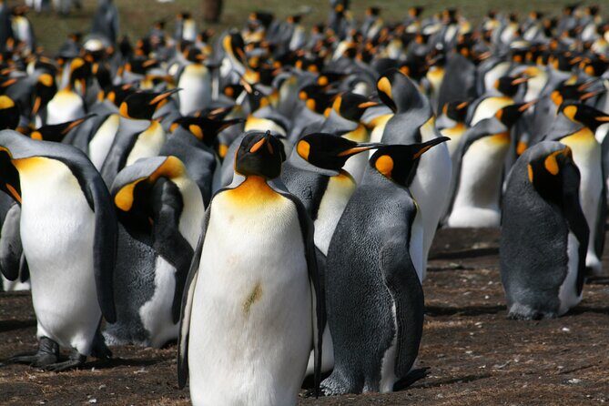 King Penguin Safari:4x4 Adventure to Volunteer Point, Falkland - A practical and engaging look at the King Penguin Safari: 4x4 Adventure to Volunteer Point