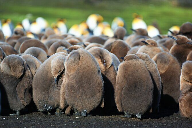 King Penguin Safari:4x4 Adventure to Volunteer Point, Falkland - Key Points