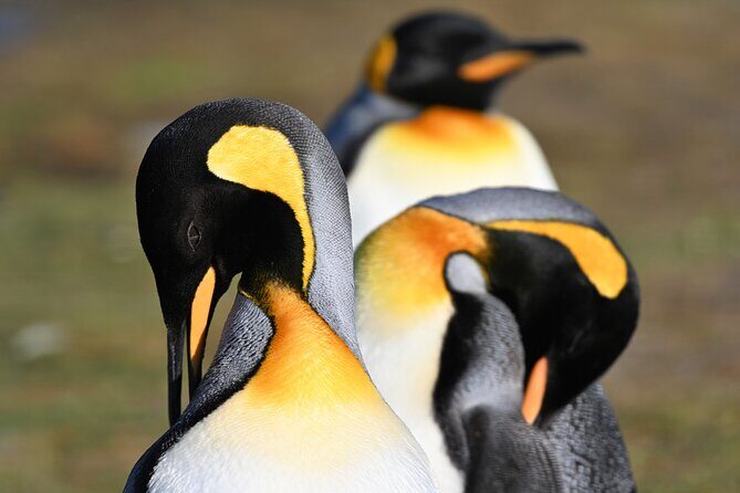 King Penguin Safari:4x4 Adventure to Volunteer Point, Falkland - What the Reviews Reveal: Authentic Experiences & Practicalities
