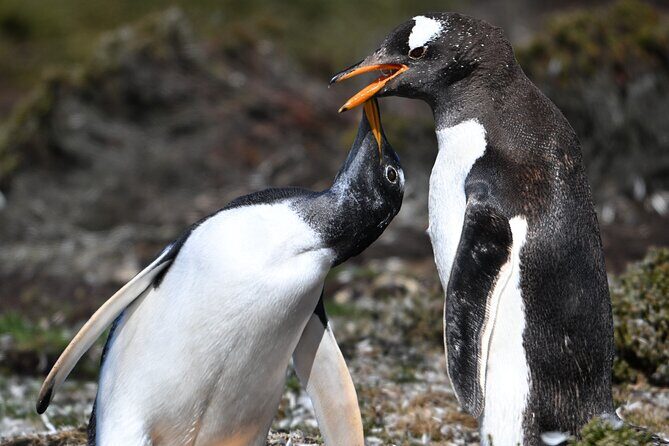 King Penguin Safari:4x4 Adventure to Volunteer Point, Falkland - Understanding the Price and Value
