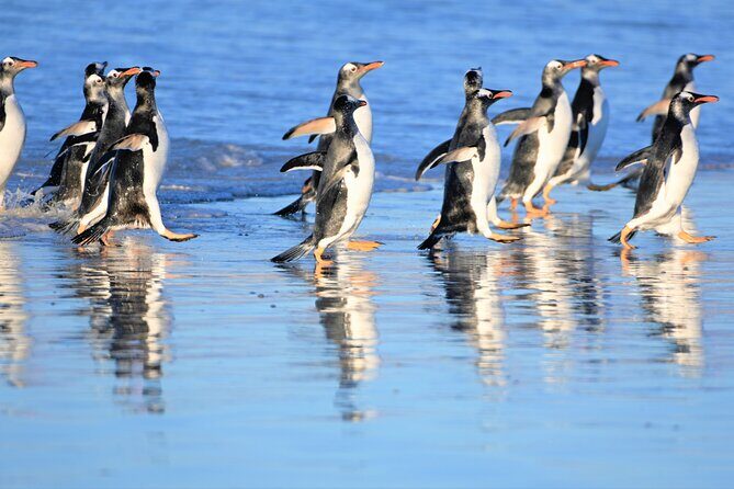 King Penguin Safari:4x4 Adventure to Volunteer Point, Falkland - Practical Tips for Booking & Enjoying the Tour