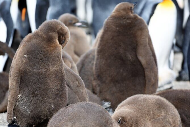 King Penguin Safari:4x4 Adventure to Volunteer Point, Falkland - The Sum Up: Who Will Love This Tour?