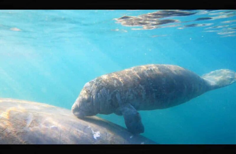 Kings Bay, Crystal River: Gentle Sunrise Manatee Kayak Tour - Who Will Love This Tour?