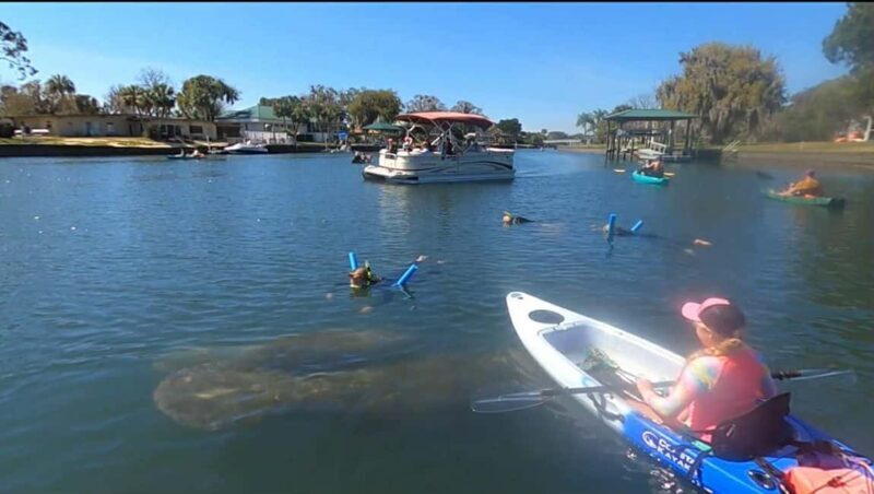 Kings Bay, Crystal River: Gentle Sunrise Manatee Kayak Tour - Final Thoughts