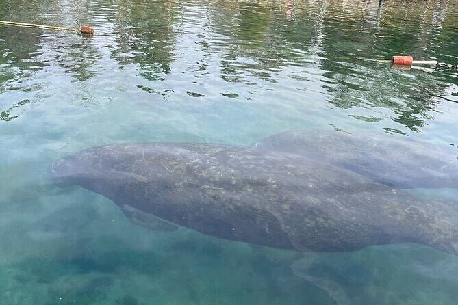 Kings Bay Manatee Watching Cruise - The Experience in Detail