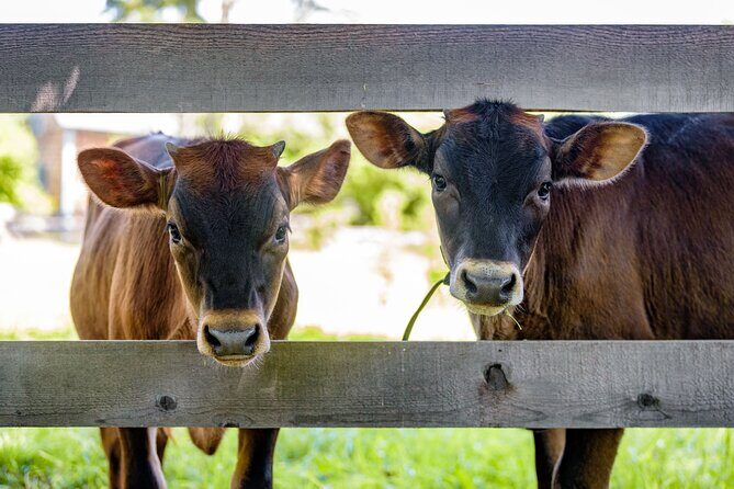 Kings Landing Admission Ticket - FAQs