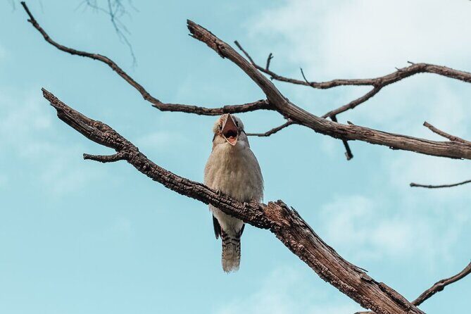 Kings Park Botanicals And Beyond - Who Will Enjoy This Tour?