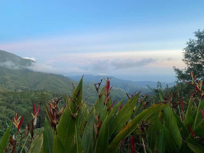 Kingston: Blue Mountain Peak Hike and Coffee Farm Experience - Practical Details and Tips