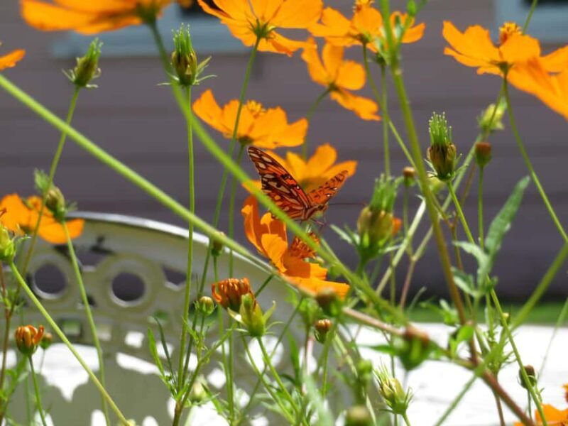 Kingston Blue Mountains Tour with Coffee Tasting - What We Found Valuable and What Could Be Better