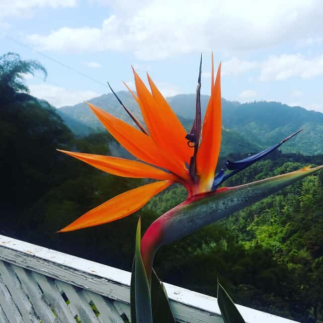 Kingston Blue Mountains Tour with Coffee Tasting - FAQ