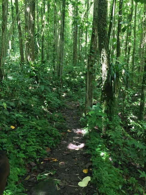 Kingstown: Dark View Falls Tour with Pickup - Key Points