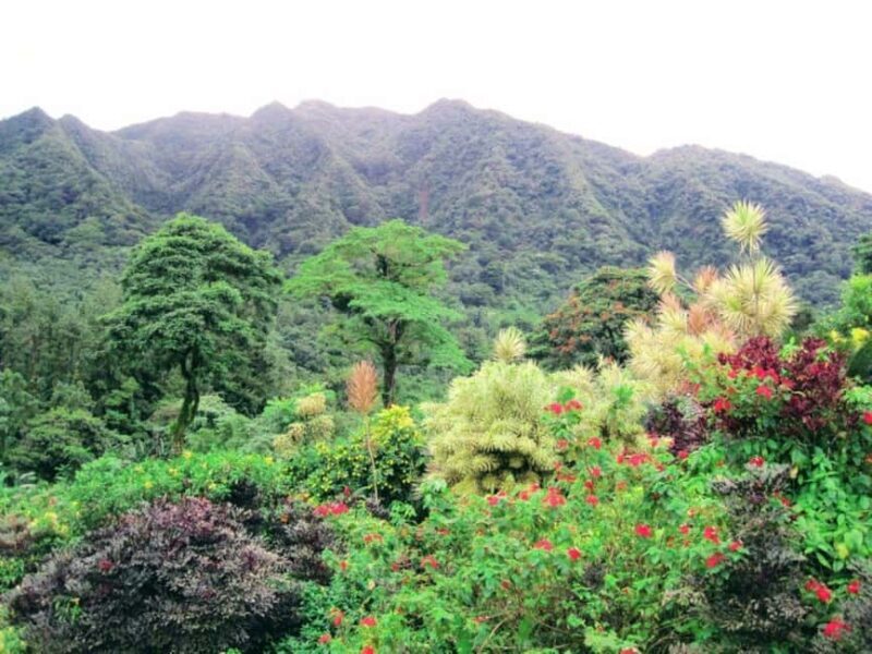 Kingstown: La Soufriere Volcano Tour - Who Would Love This Tour?