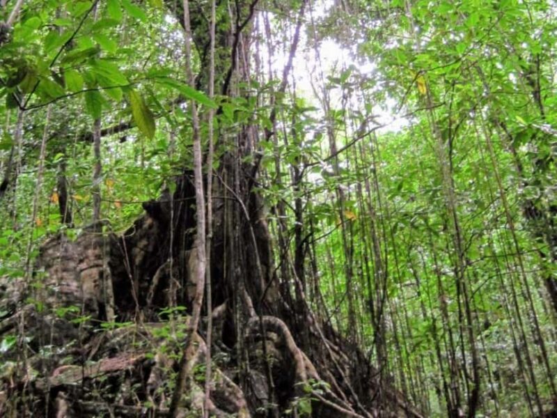 Kingstown: Vermont Nature Trail Hike with Parrot Viewing - Exploring the Vermont Nature Trail and Parrot Viewing Experience