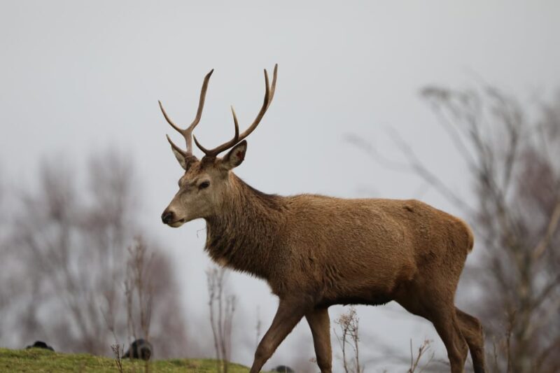 Kingussie: Highland Wildlife Park Entry Ticket - A Deep Dive into Highland Wildlife Park