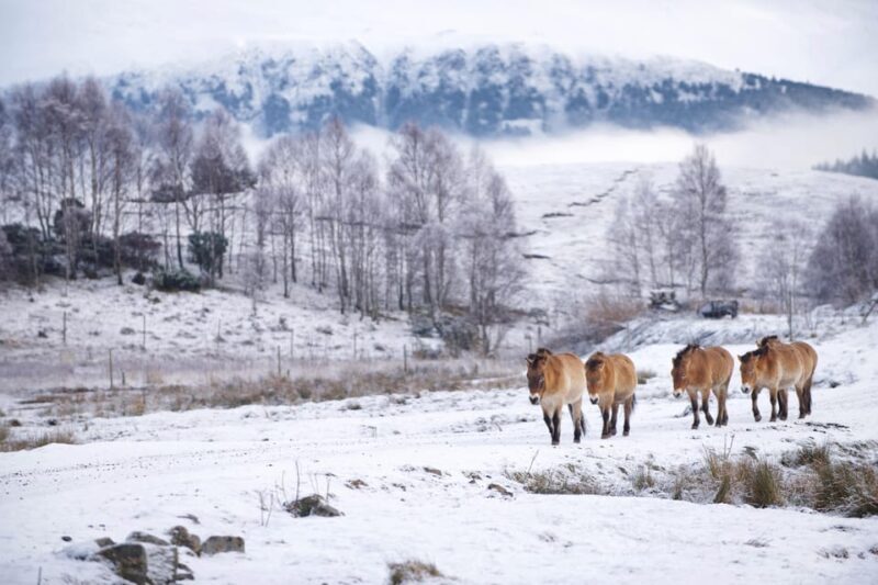 Kingussie: Highland Wildlife Park Entry Ticket - The Sum Up: Is Highland Wildlife Park Worth It?