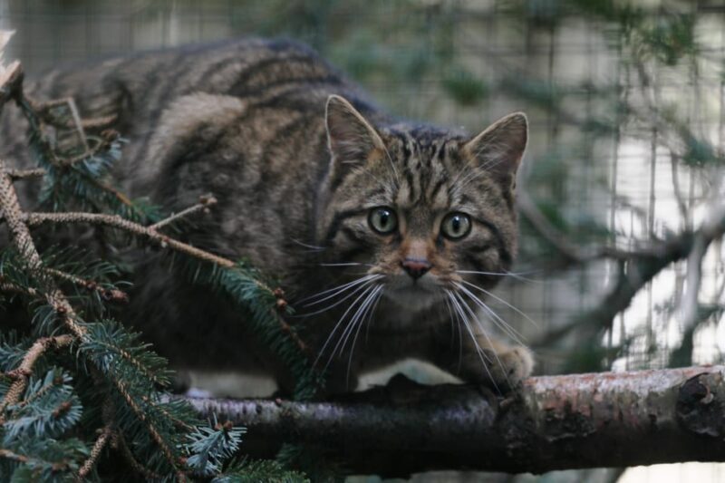 Kingussie: Highland Wildlife Park Entry Ticket - FAQs