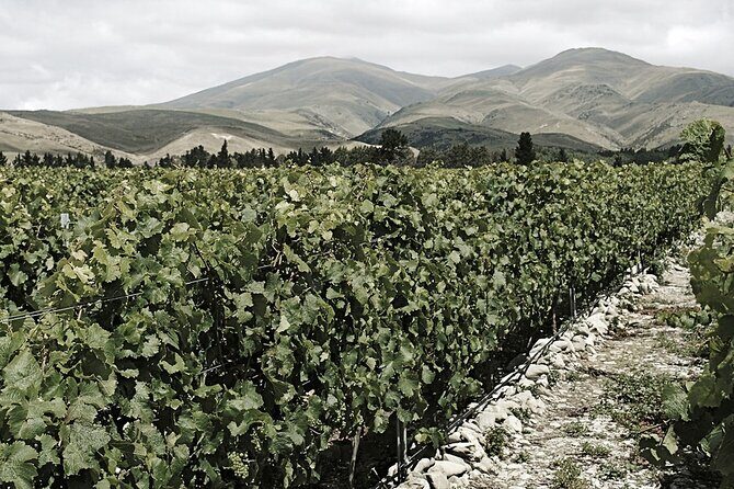 Kinross Winery: Valli Wine Tasting Experience - Practical Details for Planning