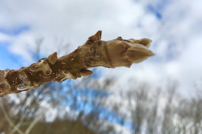 Kinshu Lake Private Snow Trekking Activity - A Closer Look at the Kinshu Lake Snow Trekking Experience