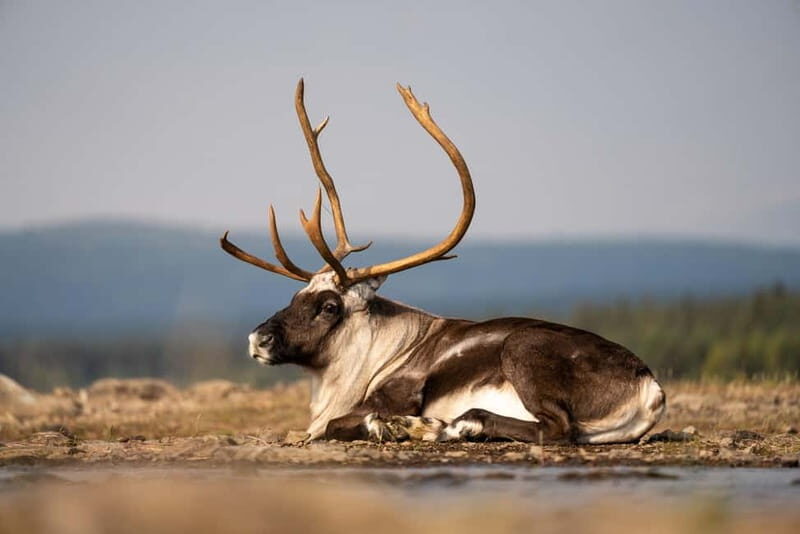 Kiruna: Arctic Summit Views in the Midnight Sun - An In-Depth Look at the Experience