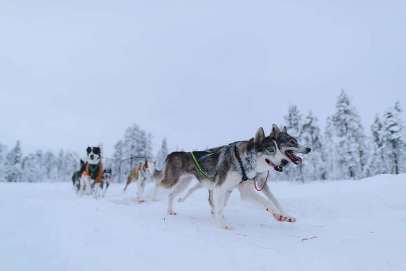Kiruna: Husky Sled Ride with Traditional Lunch - A Deep Dive into the Husky Sled Experience in Kiruna