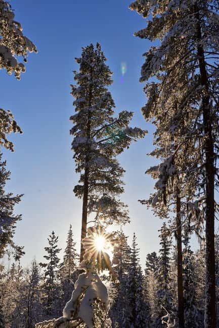 Kiruna: Husky Sled Ride with Traditional Lunch - The Sum Up