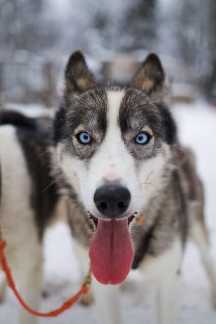 Kiruna: Morning Husky Sled Ride with Coffee Break - An In-Depth Look at the Husky Sled Experience
