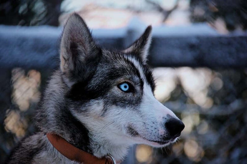 Kiruna: Northern Lights Dog Sled Tour with Swedish Fika - Frequently Asked Questions