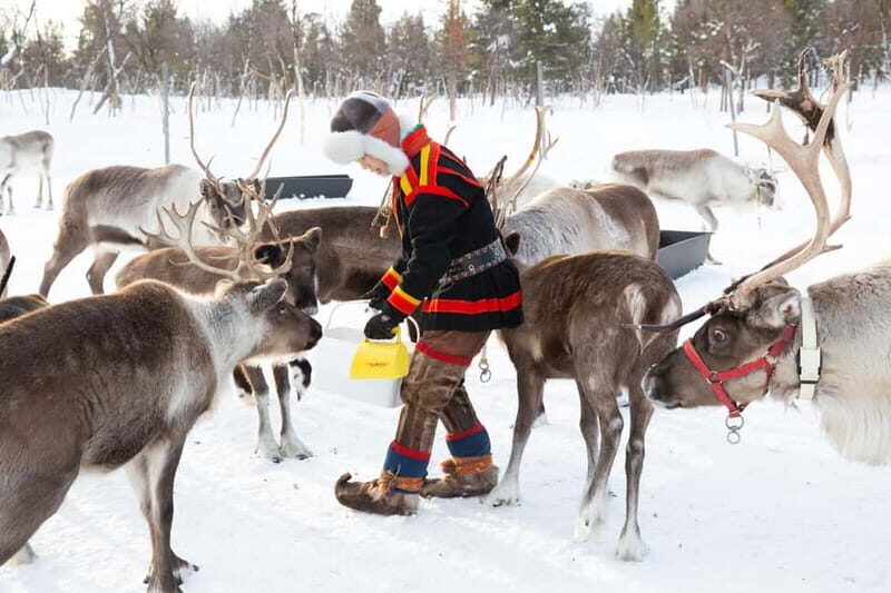 KIRUNA: Reindeer Sled Ride in the Countryside - Who Would Love This Experience?