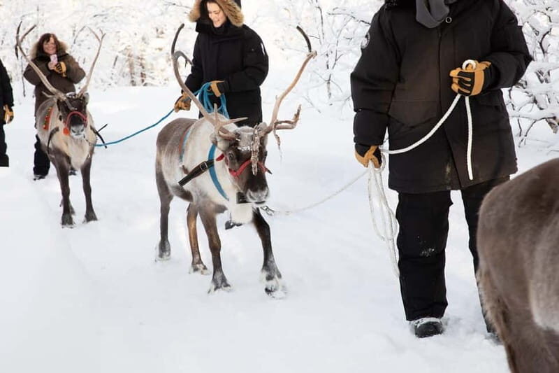 KIRUNA: Reindeer Sled Ride in the Countryside - The Sum Up