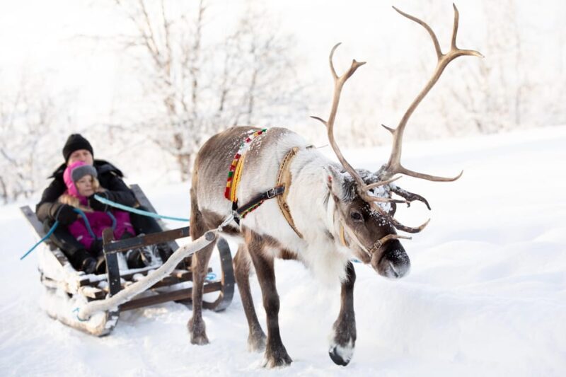 KIRUNA: Sami Reindeer Experience - In-Depth Review of the Sami Reindeer Experience
