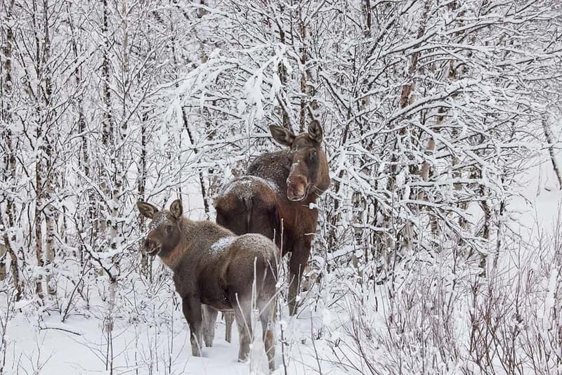 Kiruna: Wildlife and nature photography - What to Expect from the Kiruna Wildlife Photography Tour