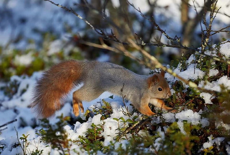 Kiruna: Wildlife and nature photography - Pricing & Value
